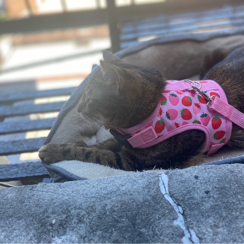 Leash harness - Picture 2 of 2